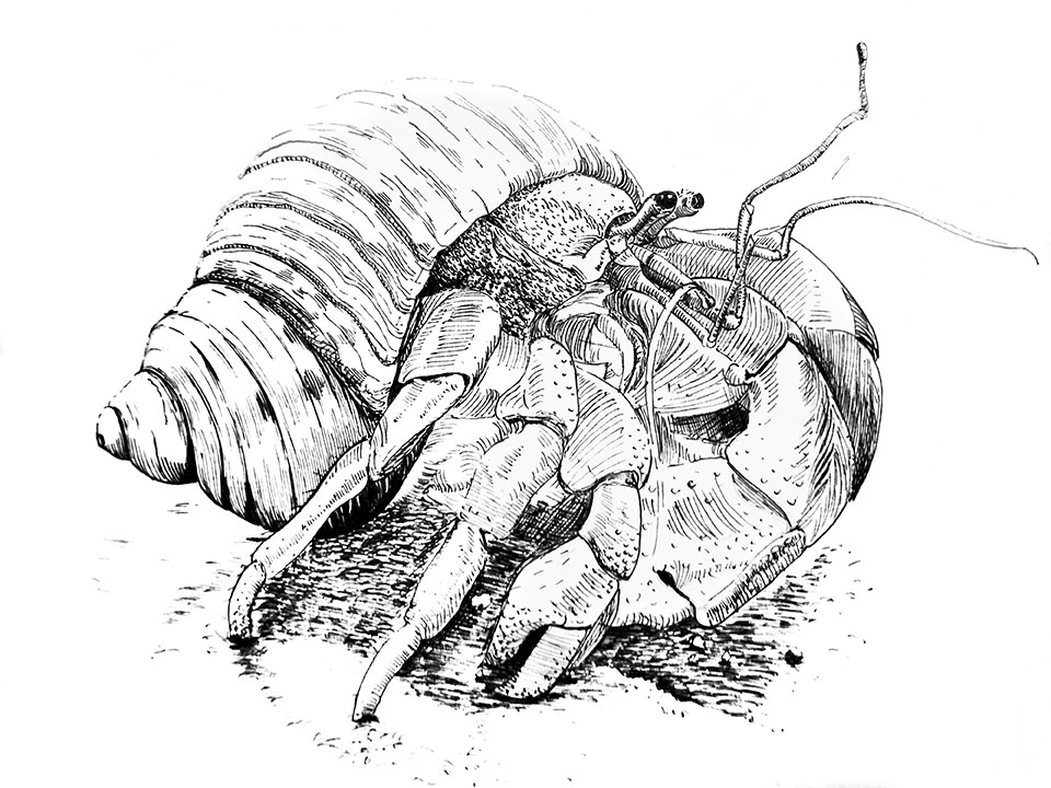 Illustration d'un Bernard l'ermite