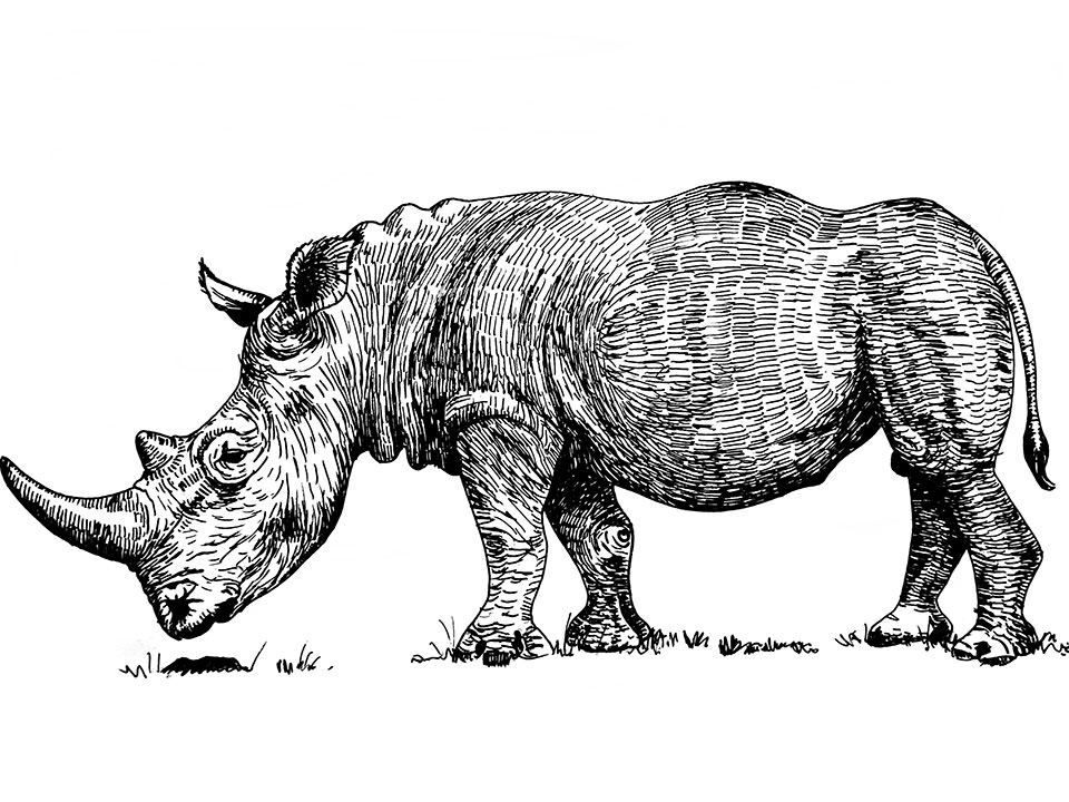Illustration d'un rhinocéros