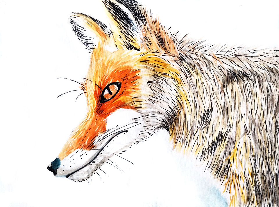 Dessin au feutre fin noir et à l'aquarelle d'un renard de profil