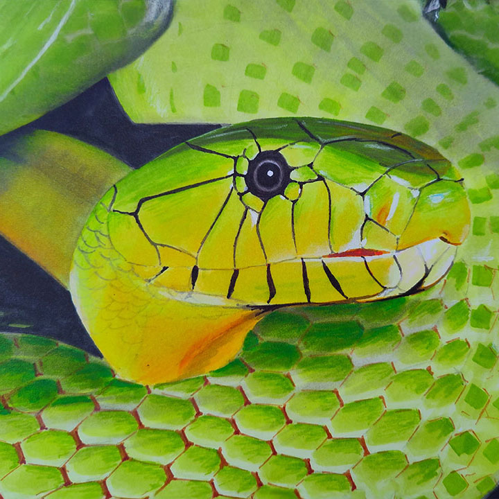 Illustration d'un serpent aux feutres rough