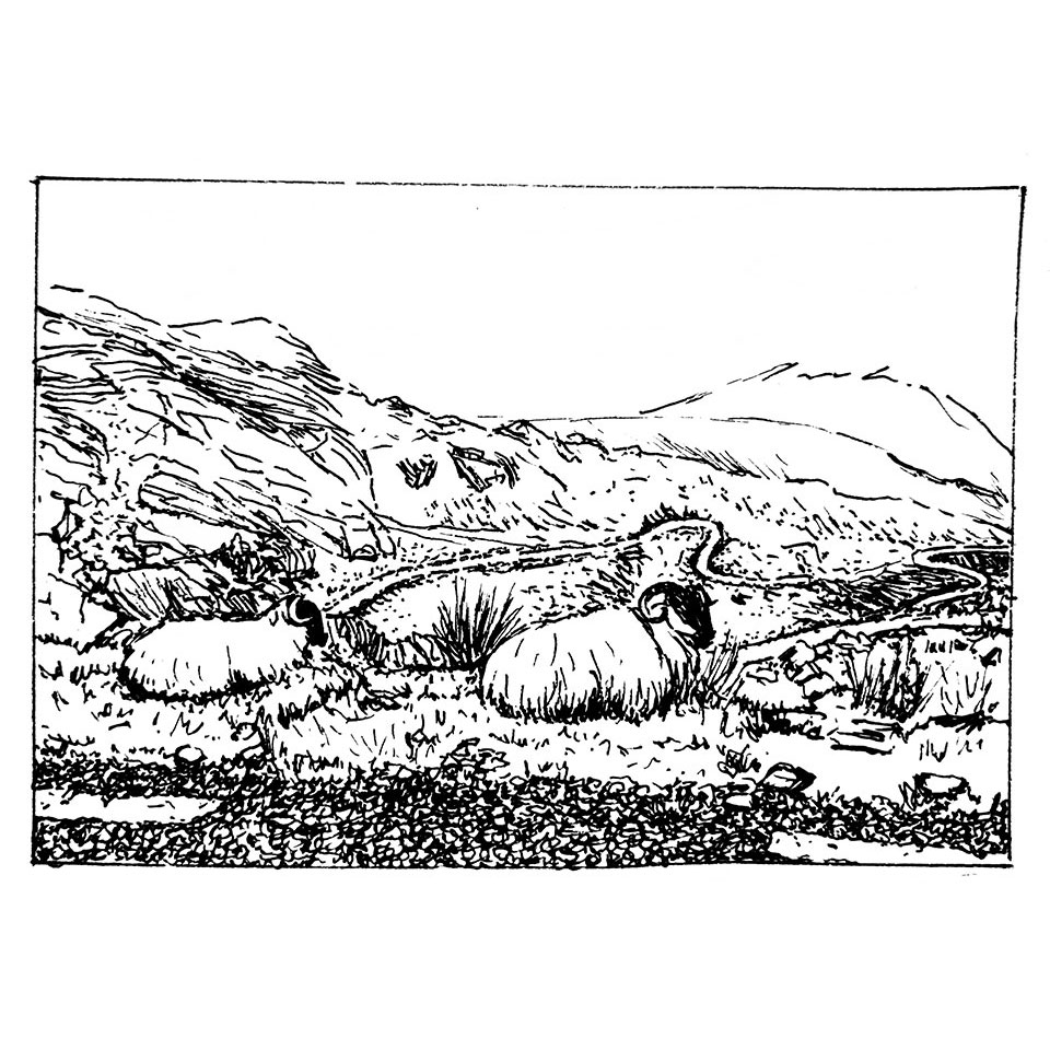 Illustration d'un bord de route irlandais avec quelques moutons se reposant sur fond de vallons d'où serpentent des routes lointaines